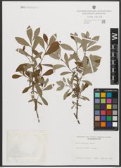 Foto von Salix sitchensis Sanson ex Bong.